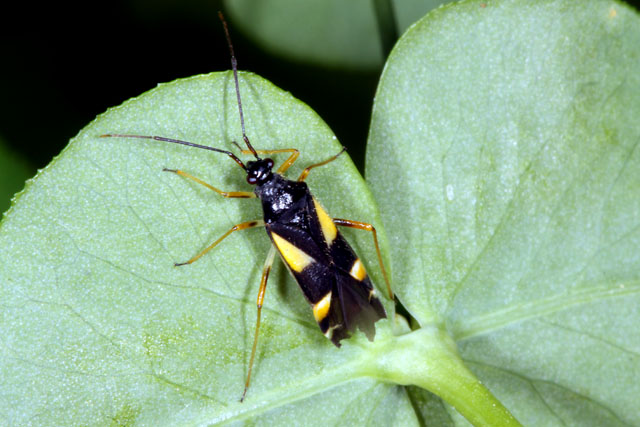 Dryophilocoris flavoquadrimaculatus - Copyright Denis Bourgeois